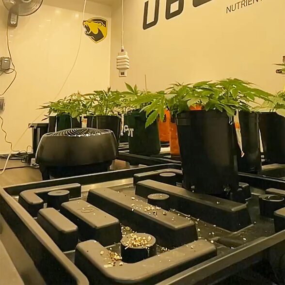 Trusscore wall&ceilingboard white Installed in agricultural indoor grow room