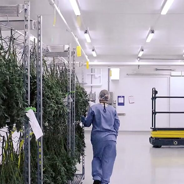 Trusscore wall&ceilingboard white Installed in agricultural indoor grow room
