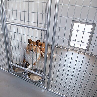 Trusscore Wall&CeilingBoard in Commercial Dog Kennel