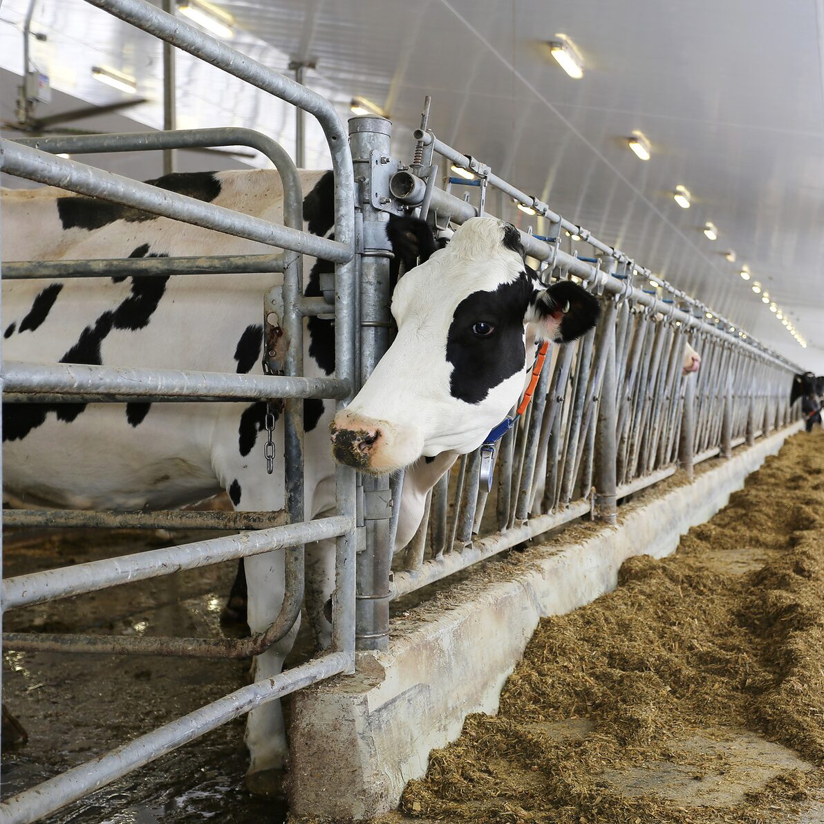 Trusscore wall&ceilingboard white installed in an agricultural dairy facility