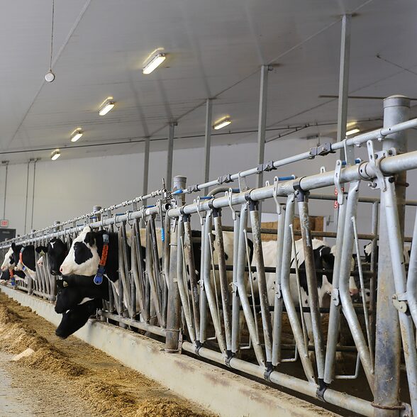 Trusscore wall&ceilingboard white installed in an agricultural dairy facility