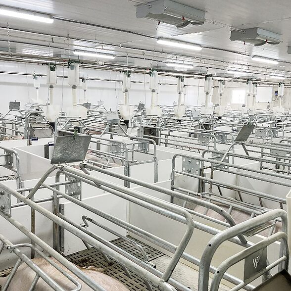 Trusscore norlock white installed in an agricultural hog facility