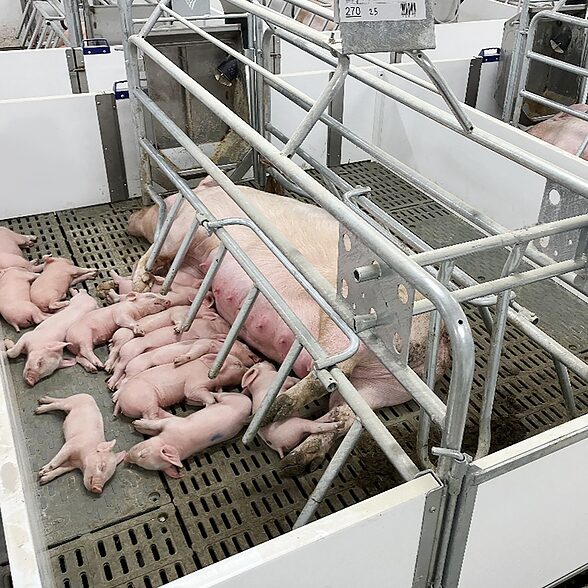 Trusscore norlock white installed in an agricultural hog facility