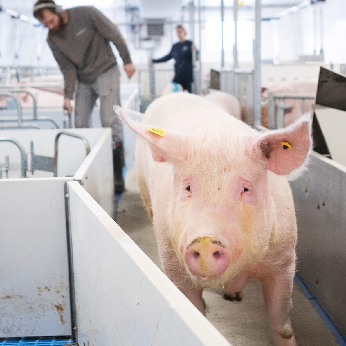 Trusscore norlock white installed in hog facility for penning pigs