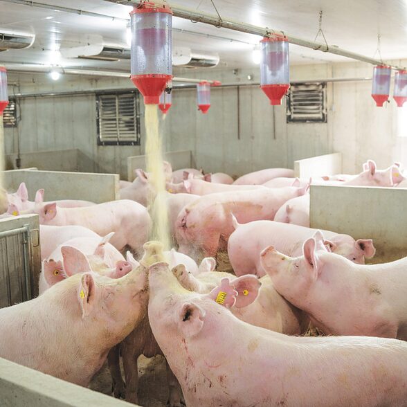Trusscore norlock white installed in hog facility for penning pigs