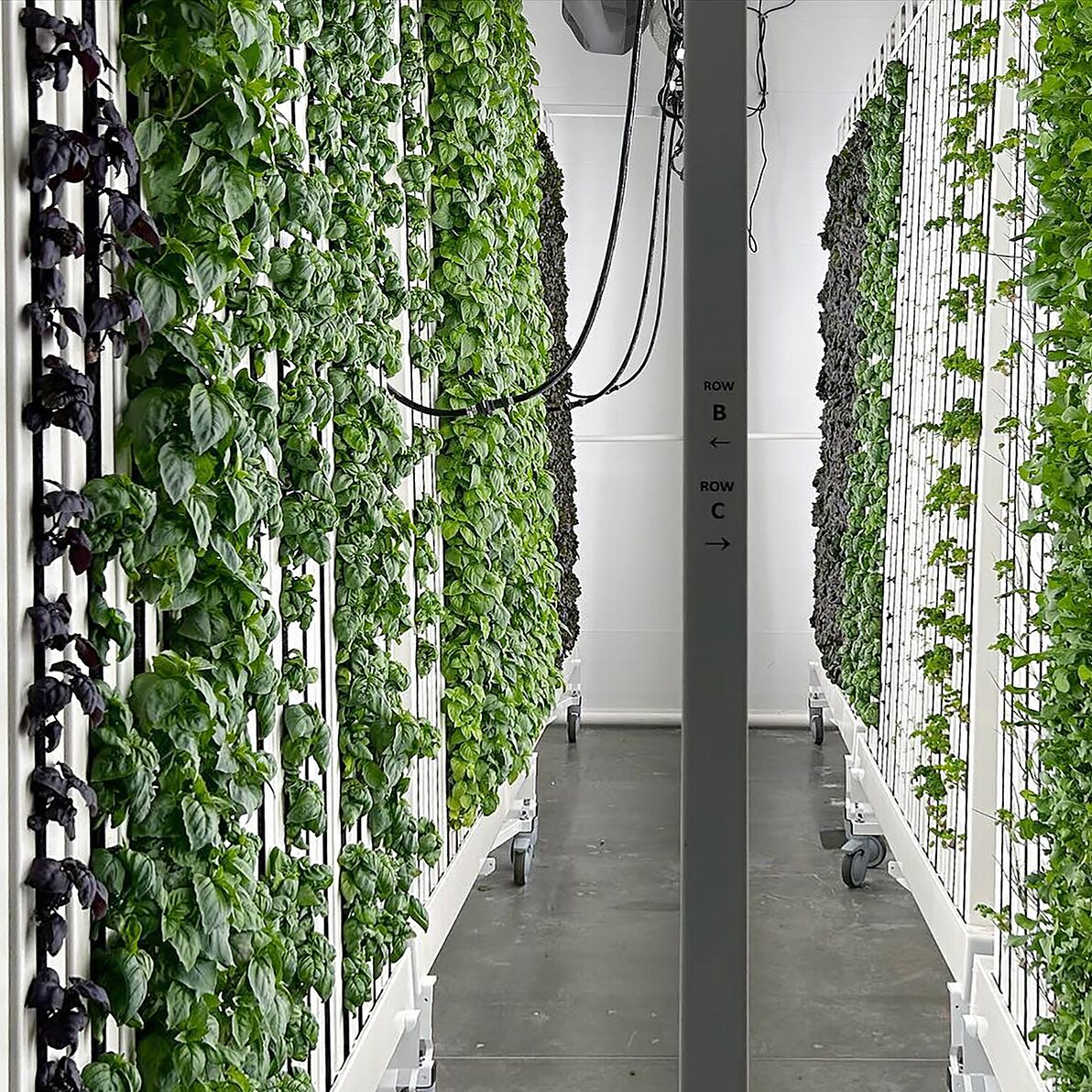 Trusscore wall&ceilingboard white installed in agricultural indoor grow room