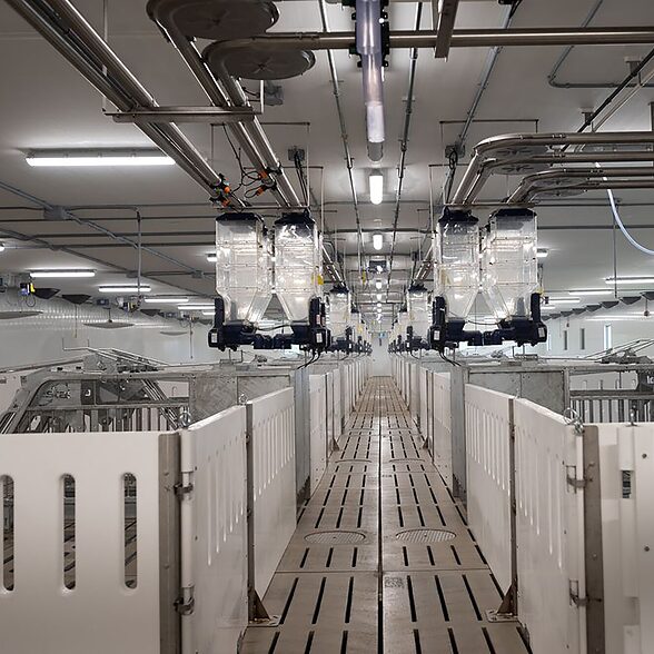 Trusscore norlock and wall&ceilingboard white installed in hog facility for penning pigs