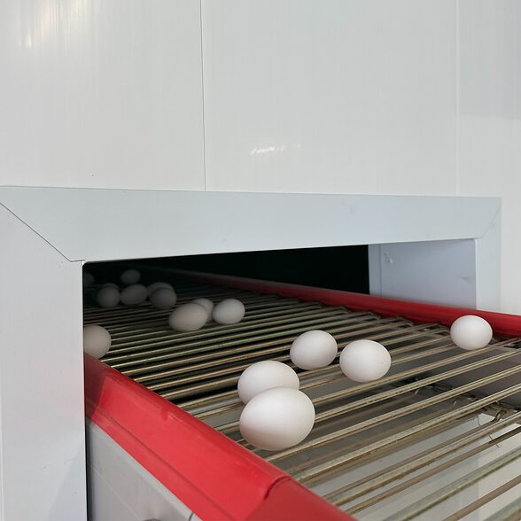 Trusscore Wall&CeilingBoard in Agricultural Poultry Facility