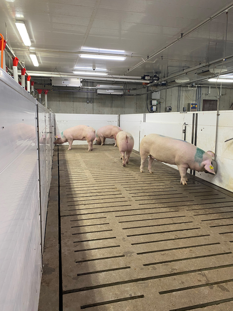 Hog and Pork Finishing Barns 