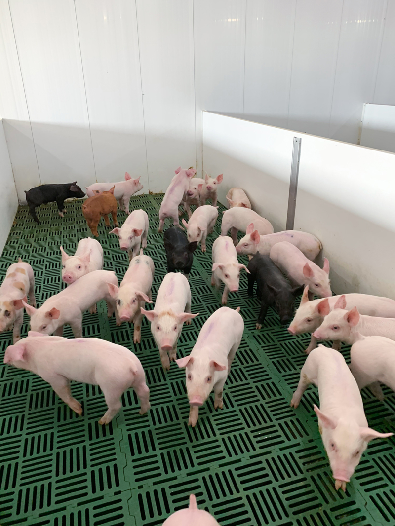 Hog and Pork Nurseries 