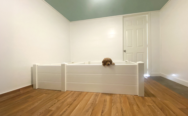 Choosing the Right Location for a Dog Room