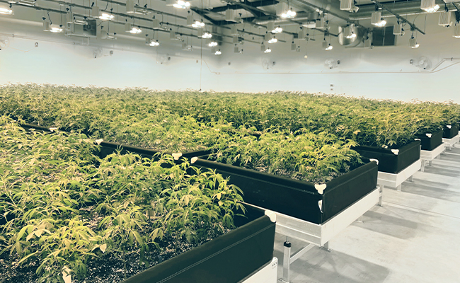 Why PVC Wall Panels Are Better for Grow Rooms