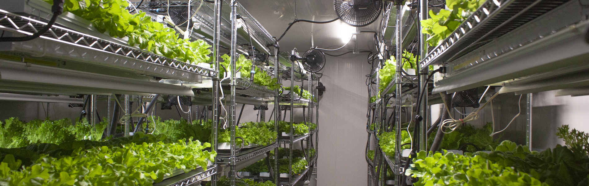 Key Environmental Requirements for Grow Rooms