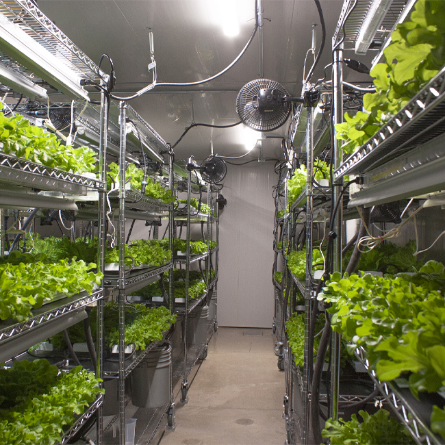 Key Environmental Requirements for Grow Rooms