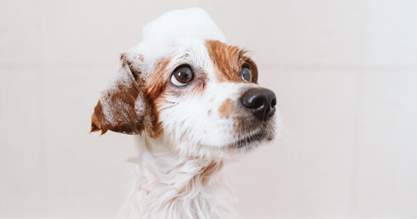 Indoor Dog Washing Station Ideas for Small Spaces