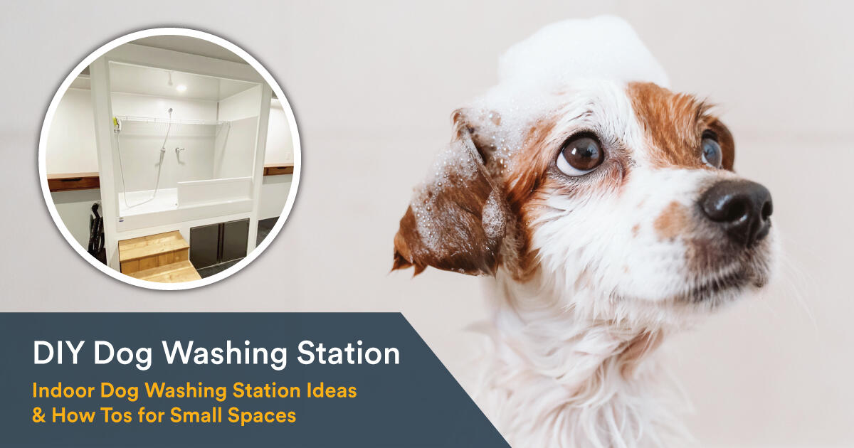 Indoor dog wash hot sale station near me