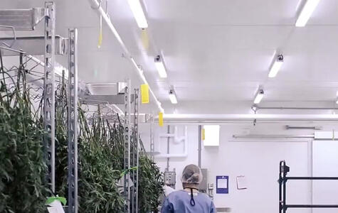 Trusscore in an indoor grow facility