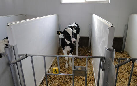 Trusscore white norlock installed in a dairy facility for penning
