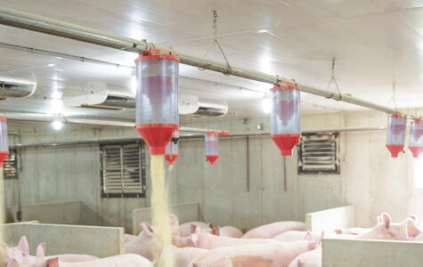 NorLock by Trusscore in a Hog Facility