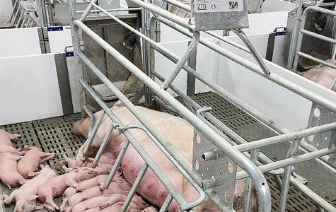 NorLock by Trusscore in an Agricultural Hog Facility