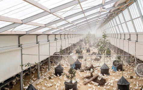 Trusscore Wall&CeilingBoard in an Agricultural Poultry Facility