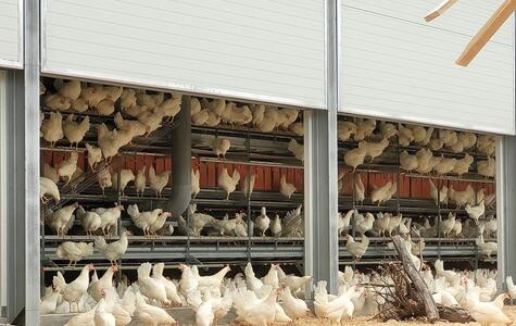 Trusscore Wall&CeilingBoard in an Agricultural Poultry Facility