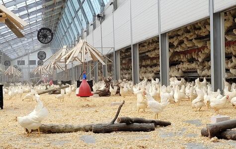 Trusscore wallandceilingboard installed on the walls and ceiling of poultry farm