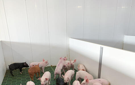 Trusscore Wall&CeilingBoard and NorLock in an Agricultural Hog Facility