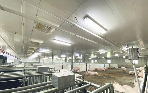 Trusscore Wall&CeilingBoard and NorLock in an Agricultural Hog Facility