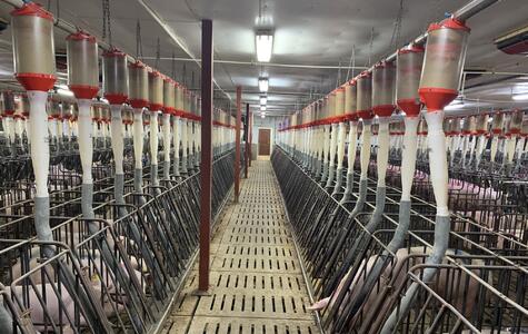 Trusscore Wall&CeilingBoard in an Agricultural Hog Facility