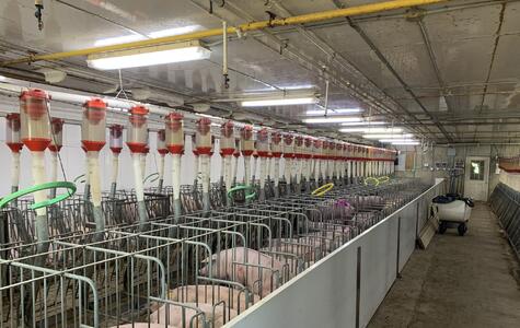 Trusscore Wall&CeilingBoard and NorLock in an Agricultural Hog Facility