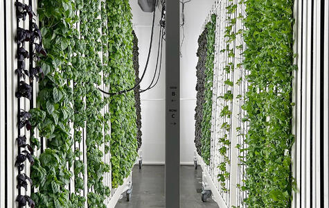 Trusscore Wall&CeilingBoard in Agricultural Indoor Grow Room
