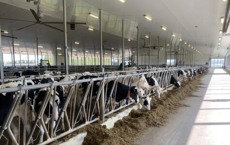 Trusscore white wallandceilingboard installed in a dairy facility