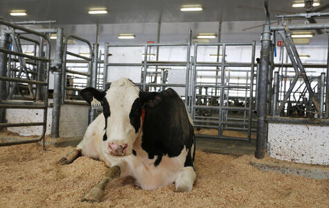 Trusscore Wall&CeilingBoard in a Agricultural Dairy Facility