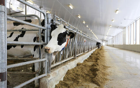 Trusscore Wall&CeilingBoard in a Agricultural Dairy Facility