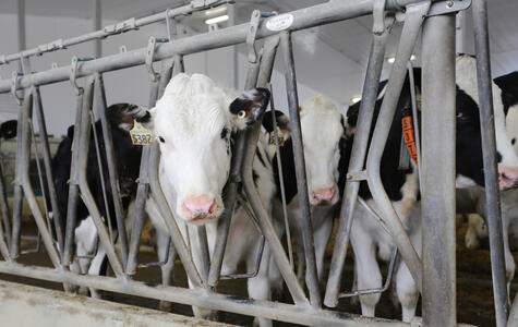 Trusscore Wall&CeilingBoard in a Agricultural Dairy Facility