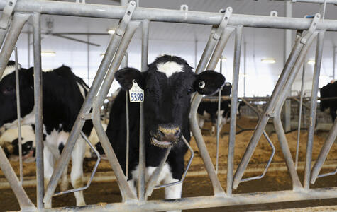 Trusscore Wall&CeilingBoard in a Agricultural Dairy Facility