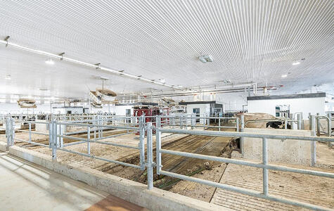 Trusscore Wall&CeilingBoard and RibCore by Trusscore in Dairy Facility