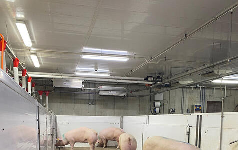 Trusscore Wall&CeilingBoard and NorLock in an Agricultural Hog Facility