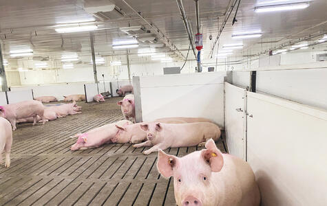 Trusscore white wall&ceilingboard installed on the ceiling and norlock penning in a hog facility