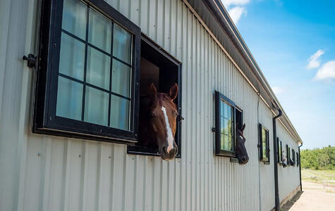 Wall&CeilingBoard in an Agricultural Horse Stable