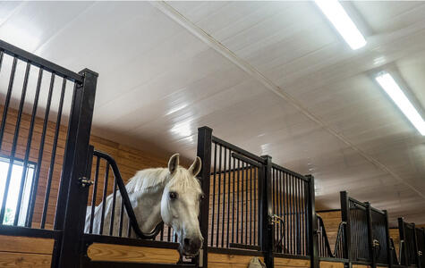 Trusscore white wallandceilingboard installed on the ceiling for a horse stable