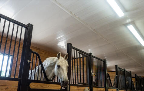 Wall&CeilingBoard in an Agricultural Horse Stable Wall&CeilingBoard in an Agricultural Horse Stable