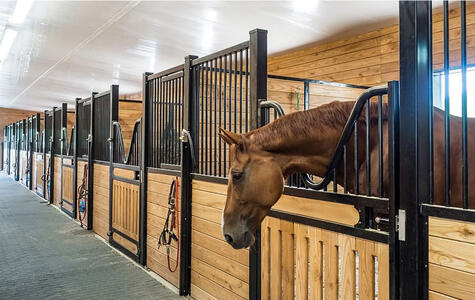 Wall&CeilingBoard in an Agricultural Horse Stable Wall&CeilingBoard in an Agricultural Horse Stable