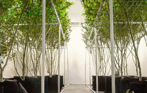 Trusscore Wall&CeilingBoard in an Agricultural Indoor Grow Room