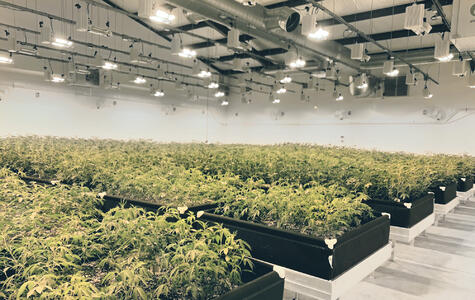 Trusscore Wall&CeilingBoard in an Agricultural Indoor Grow Room