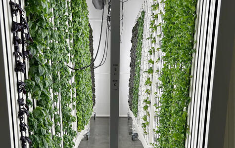 Trusscore Wall&CeilingBoard in Agricultural Indoor Grow Room