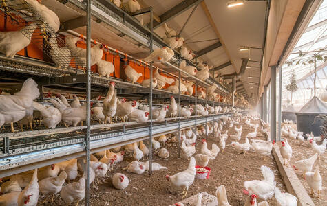Trusscore Wall&CeilingBoard in an Agricultural Poultry Facility