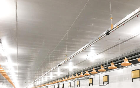 Trusscore wall&ceilingboard in an Agricultural Poultry Facility